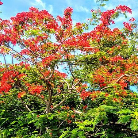 Villa Siber بورت لويس المظهر الخارجي الصورة